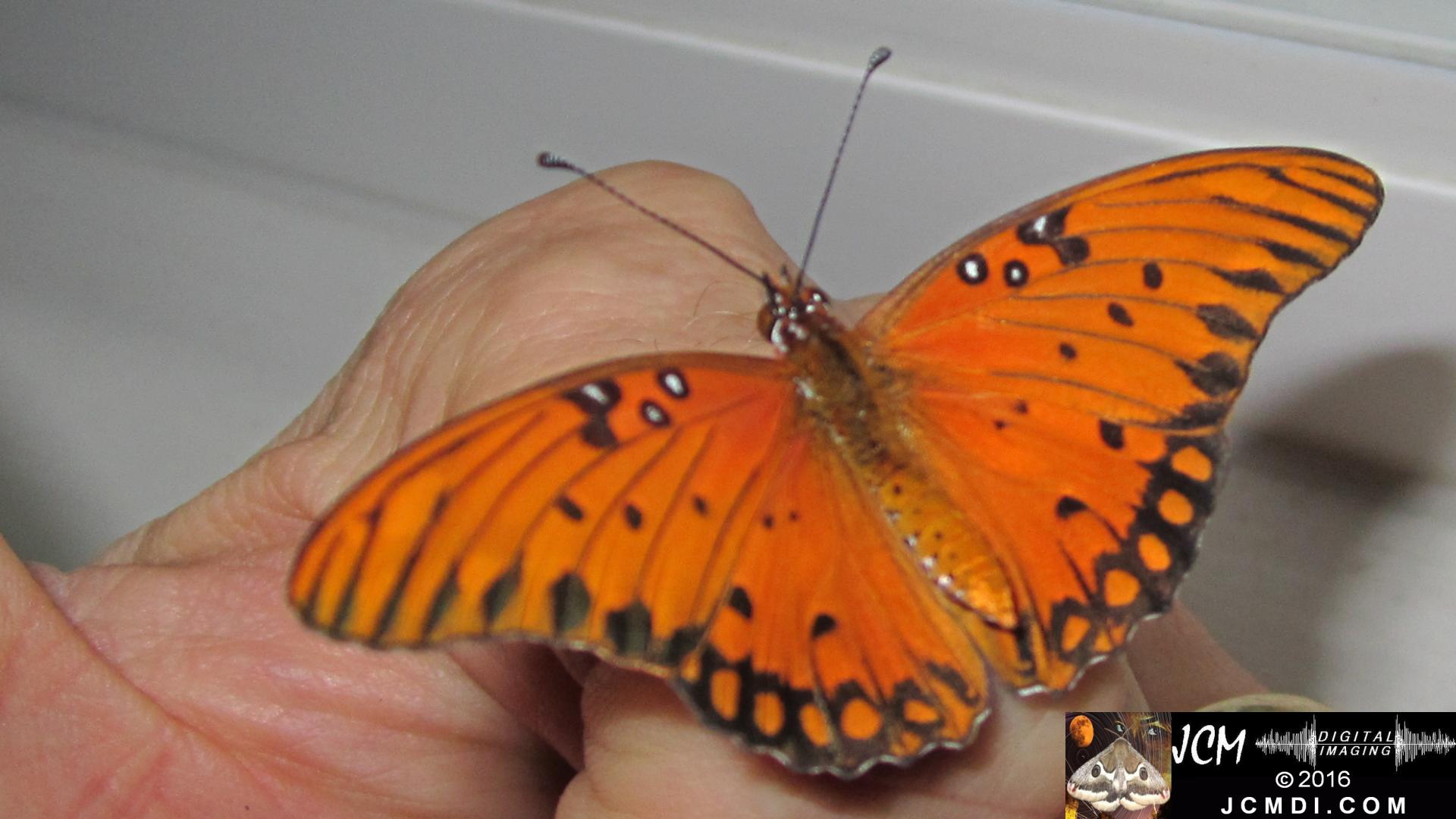 20160919 782 Gulf Fritillary Butterfly Adult on finger.jpg